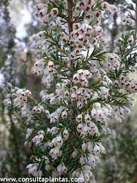 Image result for Erica arborea