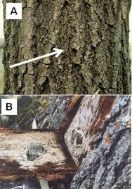 Oak wilt is an infectious tree disease caused by the fungus ceratocystis fagacearum, which disables the water conducting system in susceptible oak trees. Oak Wilt In Minnesota Umn Extension
