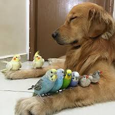 Gorup Gorebileceginiz En Alisilmadik Fakat En Tatli Dostluk Bir Kopek Sekiz Kus Ve Bir Hamster Alisilmadik Bir Do In 2020 Cute Animals Animals Friendship Animals