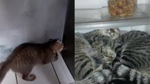 Jan 30, 2013 · persahabatan kucing dan tikus. Viral Kucing Tidur Di Dalam Kulkas Kelakuannya Bikin Gemas Qnews