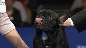 Health, structure, and temperament come first and foremost when choosing mating pairs. French Bulldog 2018 National Dog Show Non Sporting Group Nbc Sports