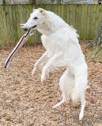 The borzoi or russian wolfhound is a noble creature towering above many other breeds yet quite and unassuming. Borzoi Dog With Longest Nose Earns Her Instagram Following