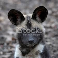 Afrika Yaban Kopegi Yavru Stok Fotograflari Freeimages Com