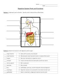 Digestive System Parts And Functions