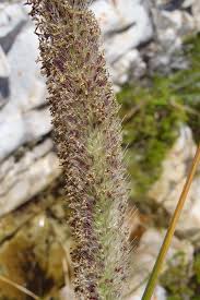 Image result for Cenchrus caudatus