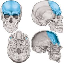 How many bones does the face have? Frontal Bone The Definitive Guide Biology Dictionary