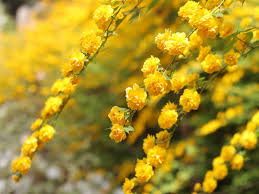 Image result for Kerria japonica