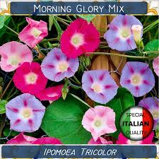 Image result for Ipomoea tricolor