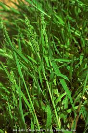 Image result for Echinochloa colona
