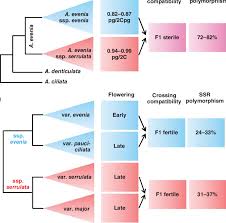 Image result for Aeschynomene glauca