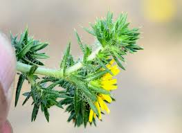 Image result for Centropodia