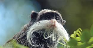 It lives in the southwest amazon basin, in east peru, north bolivia and in the west brazilian states of acre and amazonas. Emperor Tamarin Perth Zoo