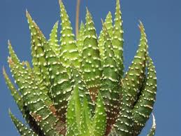 Plant Parts Of Aloe Vera