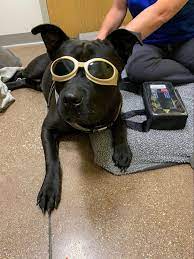We are a full service animal hospital providing comprehensive healthcare services to pets in theodore and our veterinary hospital is well equipped with advanced equipment and technologies to provide the highest standard of care for your pet. Highland Pet Hospital And Wellness Center Photobiomodulation