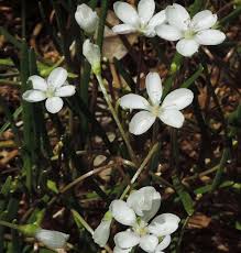 Image result for Montia