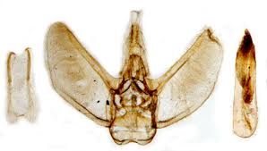 Image result for Eupithecia conterminata