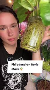 The best plant(imo) for beginner plant parents! 🪴 Or anyone needing a  plant that still thrives regardless of neglect 😅 Philodendron Burle Marx!  This plants a survivor!! #philodendronburlemarx ...