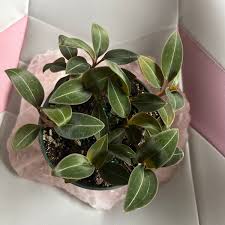 Image result for Vangueria discolor