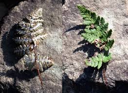 Image result for Aleuritopteris