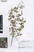 Image result for Crotalaria distans