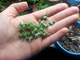 Pin On Cactus