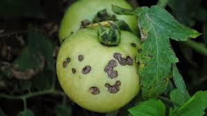 Image result for Septoria leaf spot of tomato
