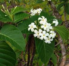 Image result for Holarrhena floribunda