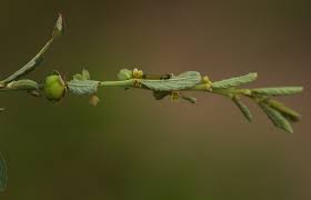 Image result for Phyllanthus maderaspatensis