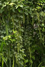 Image result for Dioscorea hirtiflora