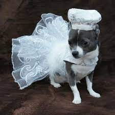 11 Photos Of Dogs Wearing Wedding Dresses Will Be The Best Thing That Ever Happened To You Srsly It S All Downhill From Here Dog Wedding Attire Dog Wedding Dress Dog Wedding