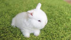 Cutest Little Bunny Prison Break Youtube Super Cute Animals Cute Paw Cute Baby Bunnies