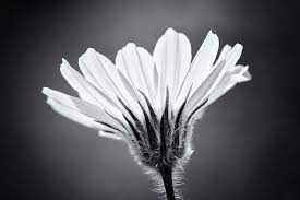 We are a real local florist! Flowers In Black And White Photonaturalist Nature Photography Tips And Tutorials