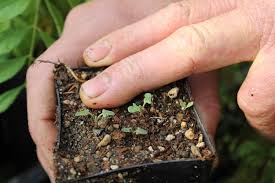Check spelling or type a new query. Growing A Medicinal Herb Garden How To Start Seeds