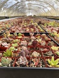 We do not ship plants on this list. Rojas Succulents And Cacti 2005 E Alvarado St Fallbrook Ca Nurseries Mapquest