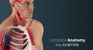 Not just an atlas, but an anatomy learning platform, with unique collaboration and learning tools. Using Complete Anatomy Elsevier