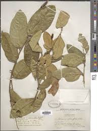 Image result for Ritchiea