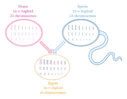 Each year, more than 11,000 women get the disease. Lesson Explainer Female Genital System Nagwa