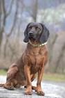 Bavarian Mountain Hound Society of GB - Home