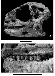 Want to discover art related to lesothosaurus? Nearly Complete Skull Of Lesothosaurus Mnhn Les 17 From The Lower Download Scientific Diagram