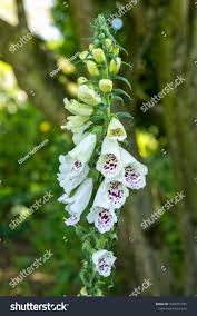 Image result for Digitalis purpurea alba/ red spots