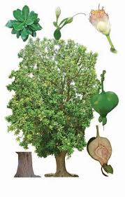 At arbor valley nursery, we have a large selection of trees, plants, and shrubs. Ornamental Pear Tree Fruit Poisonous Fruit Trees