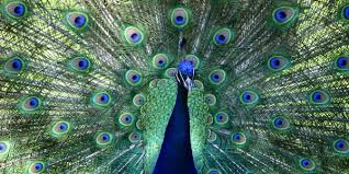 A walk around the zoo's five plus acres will take you through a variety of habitats, all carefully designed to recreate the natural environment of the animals they house. Central Park Zoo