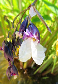 Image result for Thalia geniculata