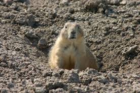 Check spelling or type a new query. 10 Adorable Prairie Dog Facts That Will Steal Your Heart