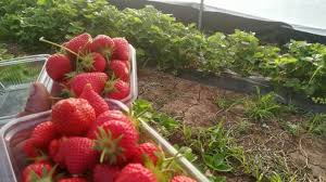 Capsunile se cresc foarte usor, sunt frumoase si gustoase si le astepti cu nerabdare sa se coaca si sa le mananci, mai ales ca sunt primele fructe care apar primavera! Cultura De CÄpÈuni De La Plantare La Recoltare Sfaturi Èi GreÈeli De Evitat