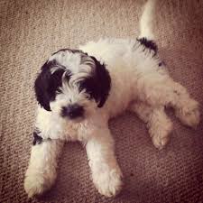 Black And White Cocker Spaniel Poodle Mix My Boy Black And White Cockapoo Cockapoo Free Puppies Puppies