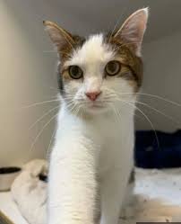 This handsome fellow is a master of purrs and headbutts, always ready to  curl up beside you for a cozy nap or a quiet evening of pets. Chester's  calm demeanor and affectionate