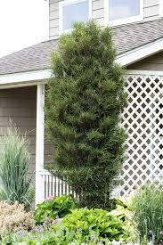 Fine Line Buckthorn Standard Tree Fast Growing Trees Types Of Soil Shade Trees