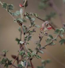 Image result for Indigofera melanadenia
