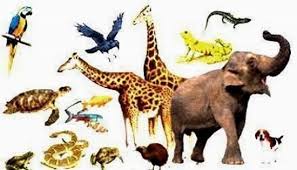 (kegiatan literasi)  siswa menuliskan karakteristik tempat hidup hewan tersebut pada kolom yang telah disediakan. 6 Pengelompokan Hewan Beserta Contohnya Lengkap Penjaskes Co Id